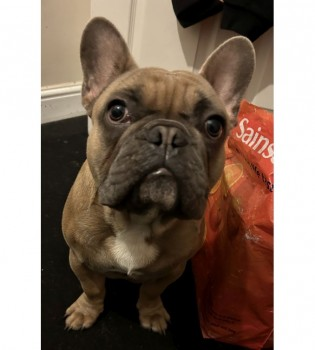millypod1's tweet photo. 🆘29 FEB 2024 #Lost MILO
YOUNG French Bulldog Male
#Belgrave #Leicester #Leicestershire #LE4 https://t.co/U4zuTM4QIO https://t.co/nsnGFAbTlR