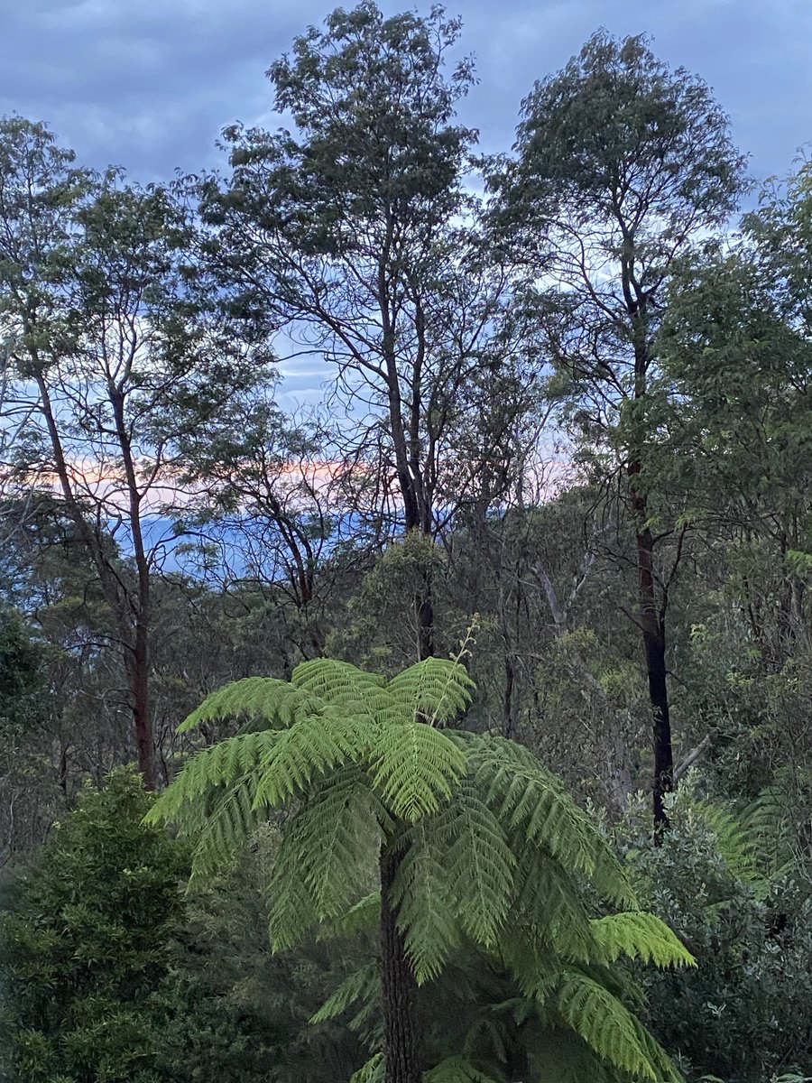 Helen Killaspy🌈 (@helenkillaspy) on Twitter photo Beautiful dawn here in the Blue Mountains on day 1 of the RANZCP Section of Social, Cultural and Rehabilitation Psychiatry conference ow.ly/mtFw50QCtE3 Beautiful dawn here in the Blue Mountains on day 1 of the RANZCP Section of Social, Cultural and Rehabilitation Psychiatry conference ow.ly/mtFw50QCtE3