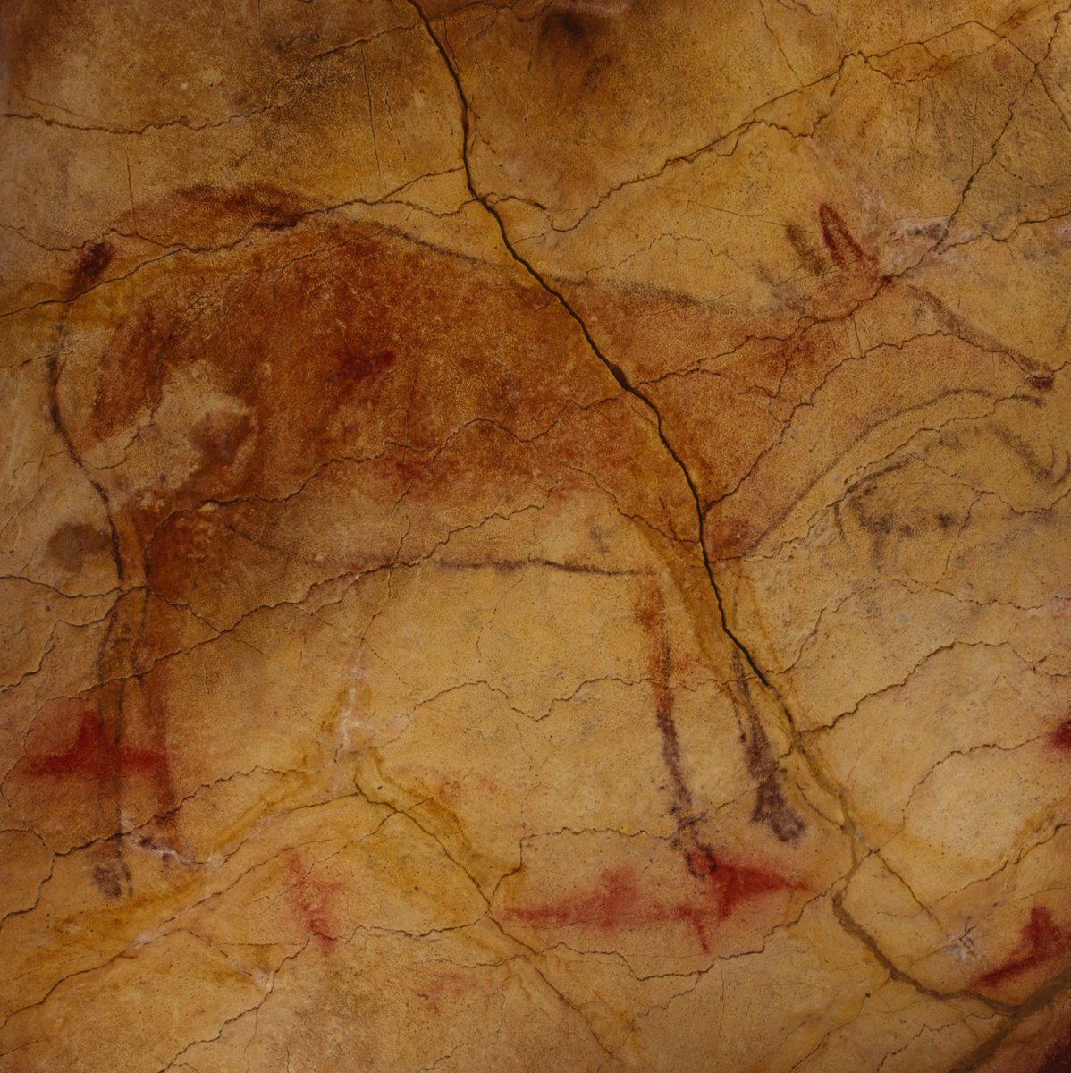 Esta es la gran cierva de Altamira, una de las figuras más icónicas de la cueva🤩

Se encuentra al fondo del Techo de Polícromos y destaca por su gran tamaño, ya que es una representación de una cierva casi a escala real.

📷P. Saura
