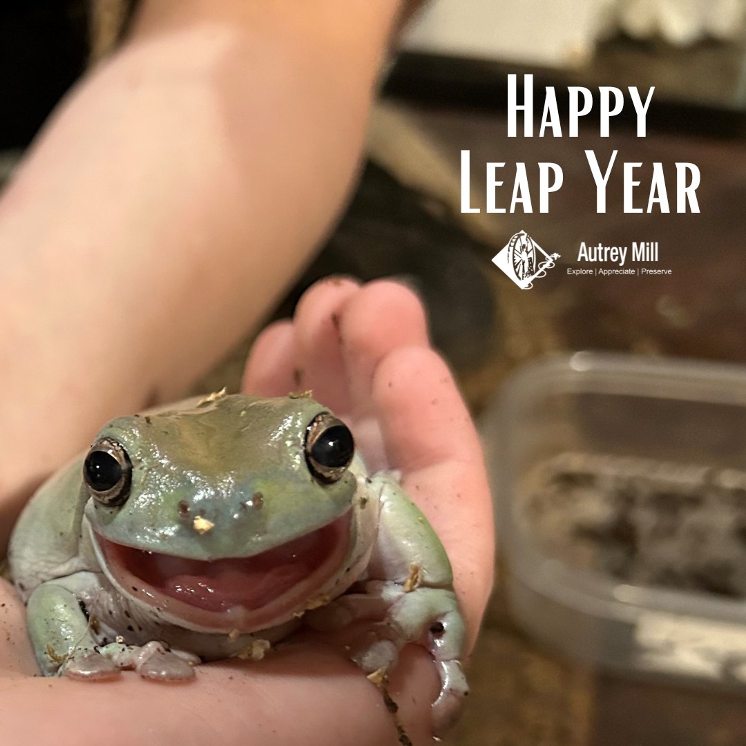 autreymill's tweet image. Happy leap year from our hoppiest animal ambassador!