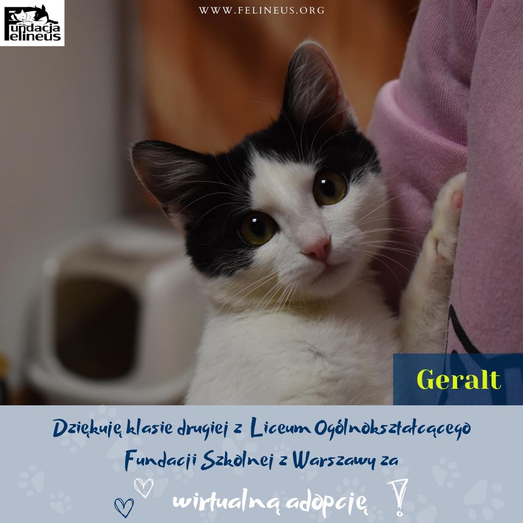 Fᴜɴᴅᴀᴄᴊᴀ Fᴇʟɪɴᴇᴜs (@f_felineus) on Twitter photo Geralt dziękuje klasie drugiej z Liceum Ogólnokształcącego Fundacji Szkolnej w Warszawie za wirtualną adopcję ❤
Przypominamy, że wirtualnym opiekunem może zostać każdy, a jeden kociak może mieć ich kilku 🥰
➡️ Skontaktuj się z nami: wirtualnaadopcja@felineus.org, przesyłając Geralt dziękuje klasie drugiej z Liceum Ogólnokształcącego Fundacji Szkolnej w Warszawie za wirtualną adopcję ❤
Przypominamy, że wirtualnym opiekunem może zostać każdy, a jeden kociak może mieć ich kilku 🥰
➡️ Skontaktuj się z nami: wirtualnaadopcja@felineus.org, przesyłając