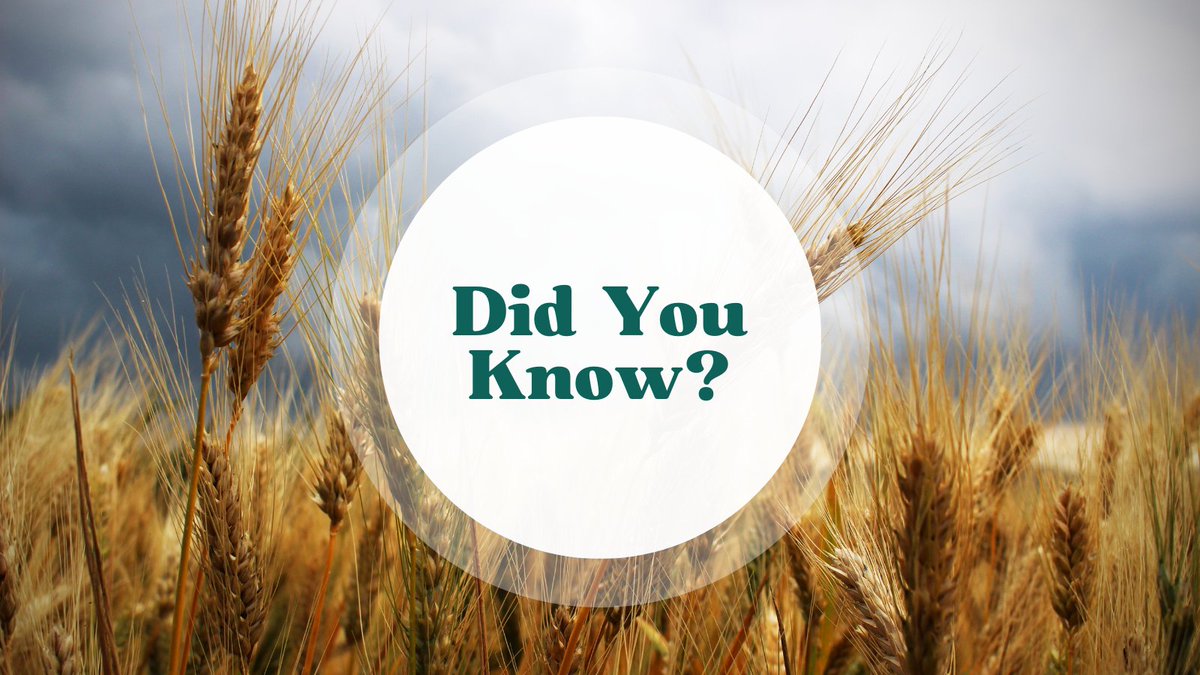 Did you know? Cool, wet growing seasons tend to produce lower protein wheat. Overly hot, dry conditions can stress the wheat resulting in higher protein content and stronger gluten properties.