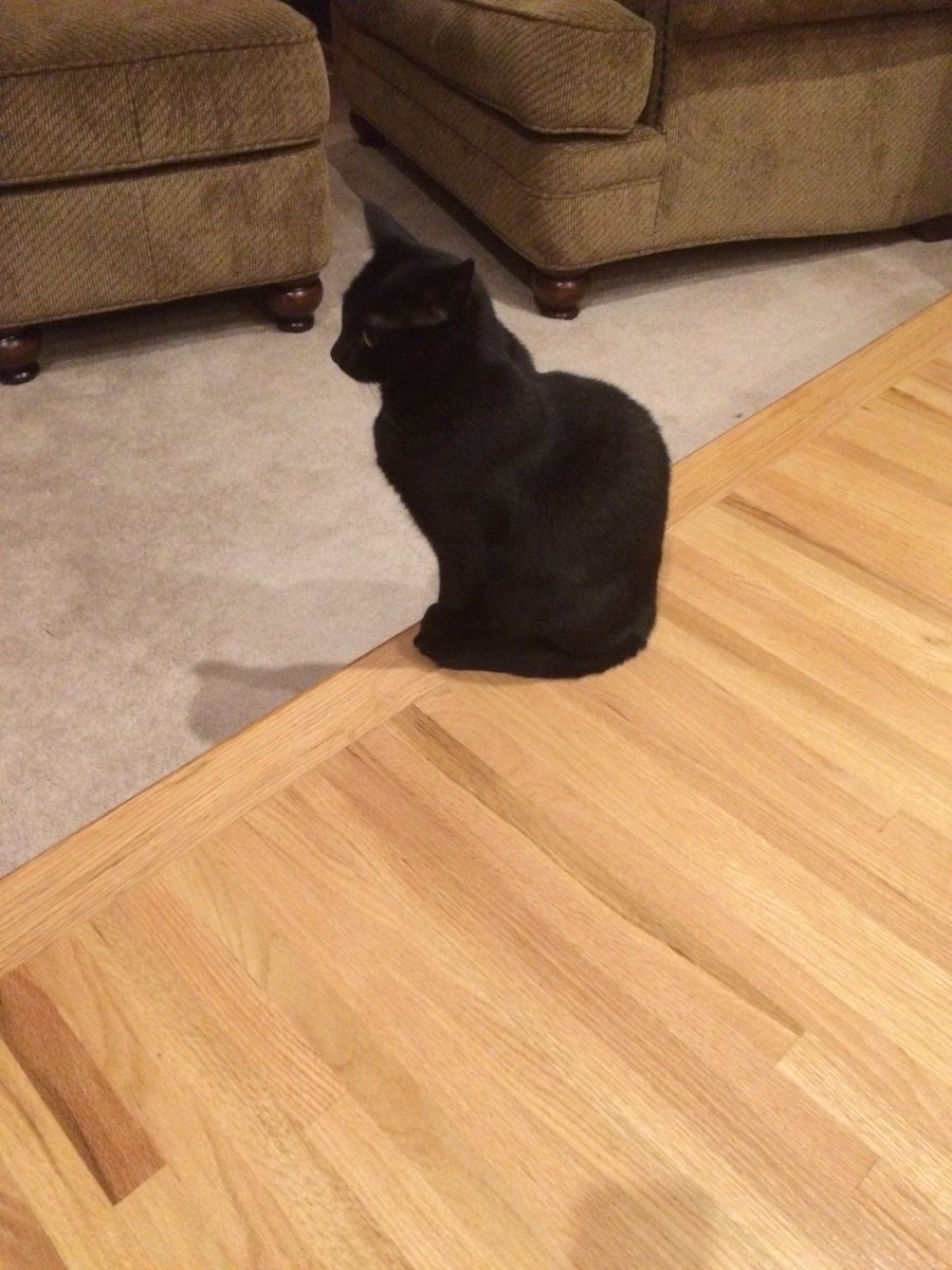 Said goodbye to our good boy Gigi today. 😿