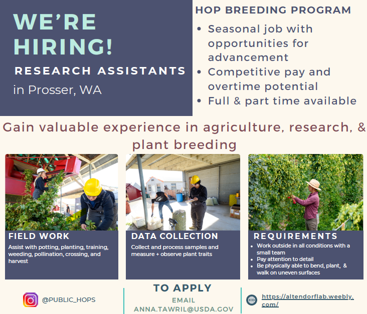 The USDA Hop Breeding Program here at IAREC is hiring for the 2024 field season! Check out their website: altendorflab.weebly.com