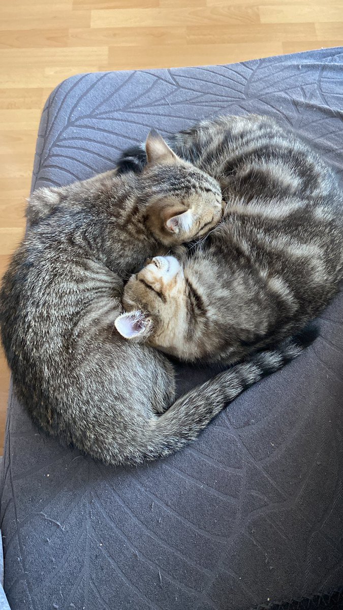 Immer wenn man denkt niedlicher geht’s nicht mehr, bekommt man ein Katzen Yin&amp;Yang 😍❤️