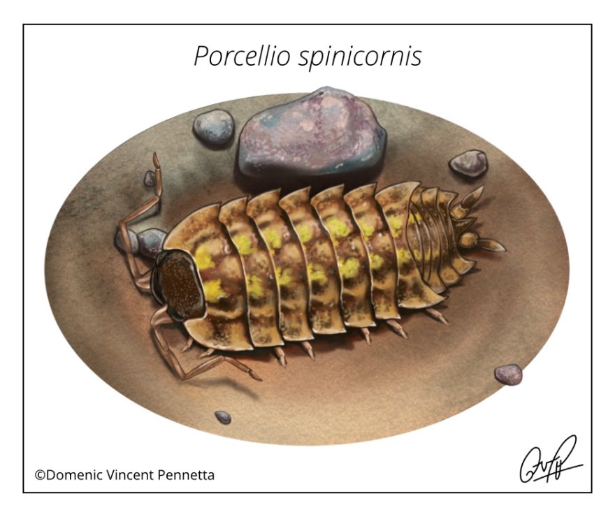 Another illustration in appreciation of terrestrial #isopods! ✨ This species measures 10–15mm and has a glossy exoskeleton with slight granulation. They’re often found near stone and brickwork.

#sciart #scientificillustration #greatlakes #invertebrate