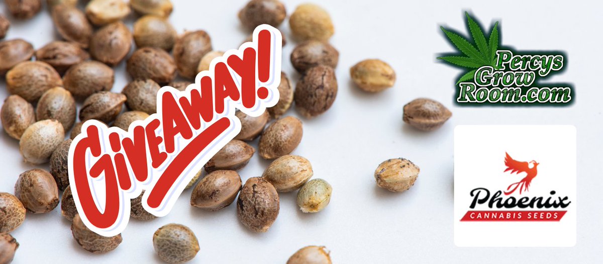 PhoenixSeedsOfficial (@phoenixseeds) on Twitter photo Check out our giveaway with <a href="/PercysGrowRoom/">Percys Grow Room</a> > #cannabisseeds win a 10 pack! GOGOGO! >
percysgrowroom.com/forum/phoenix-…
#cannabisseeds Check out our giveaway with <a href="/PercysGrowRoom/">Percys Grow Room</a> > #cannabisseeds win a 10 pack! GOGOGO! >
percysgrowroom.com/forum/phoenix-…
#cannabisseeds