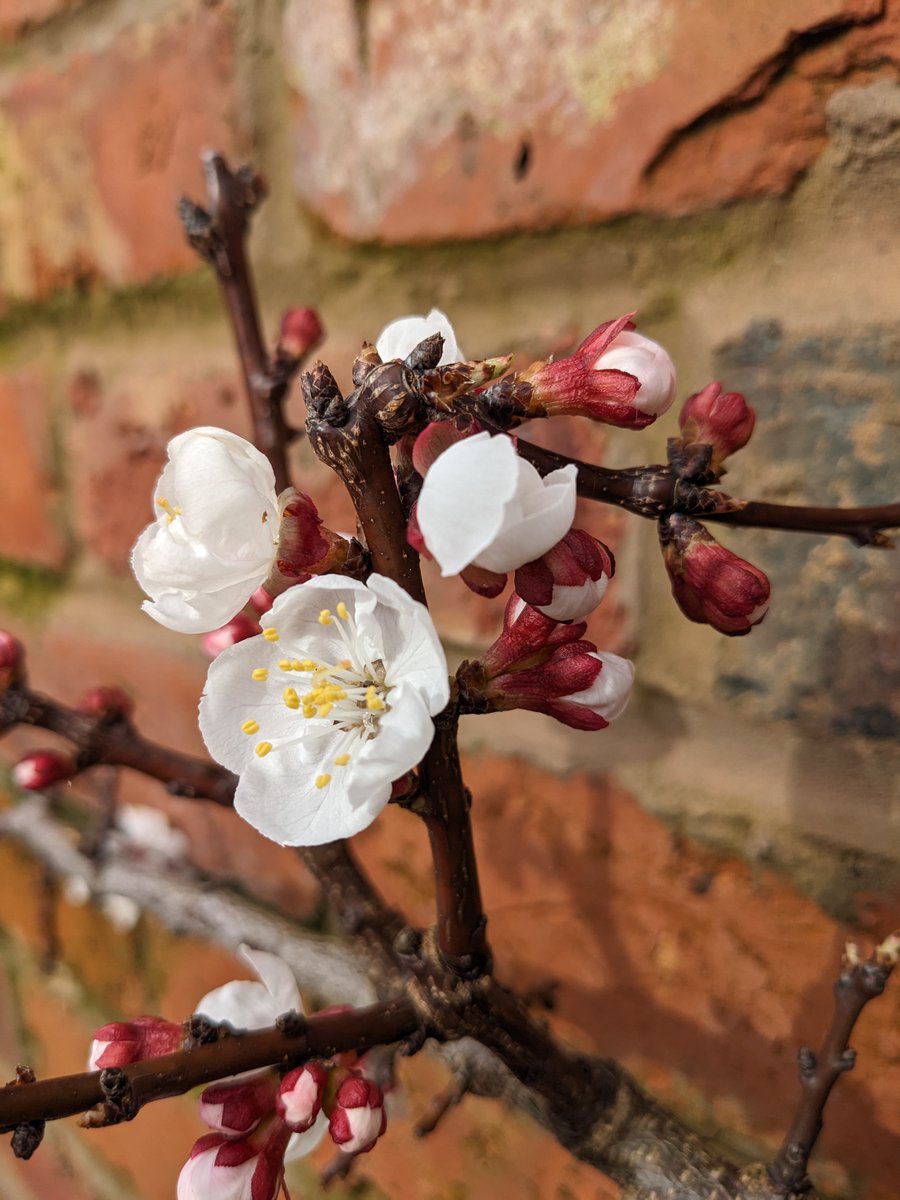 We built an entire walled garden - just for this! It's apricot blossom... Protected at night when frosts are forecast, uncovered by day.