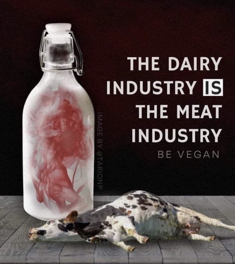The dairy industry IS the meat industry. 
#Februdairy #DairyIsDeath #LeapDay