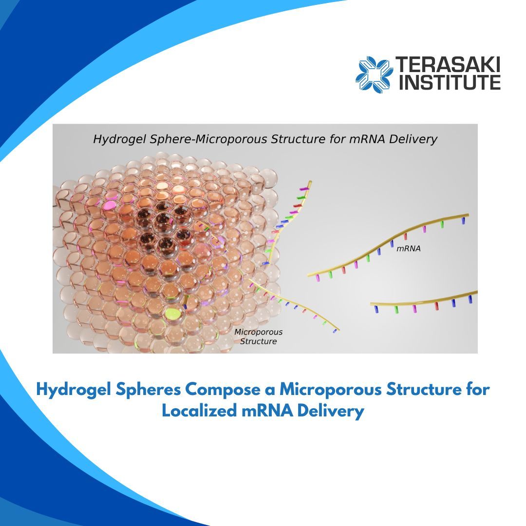 A groundbreaking study introduces microspheres produced with gelatin-based hydrogels to compose microporous structures for mRNA therapy, offering new possibilities in tissue engineering. buff.ly/43dI8Hn #TerasakiInstitute #Hydrogels