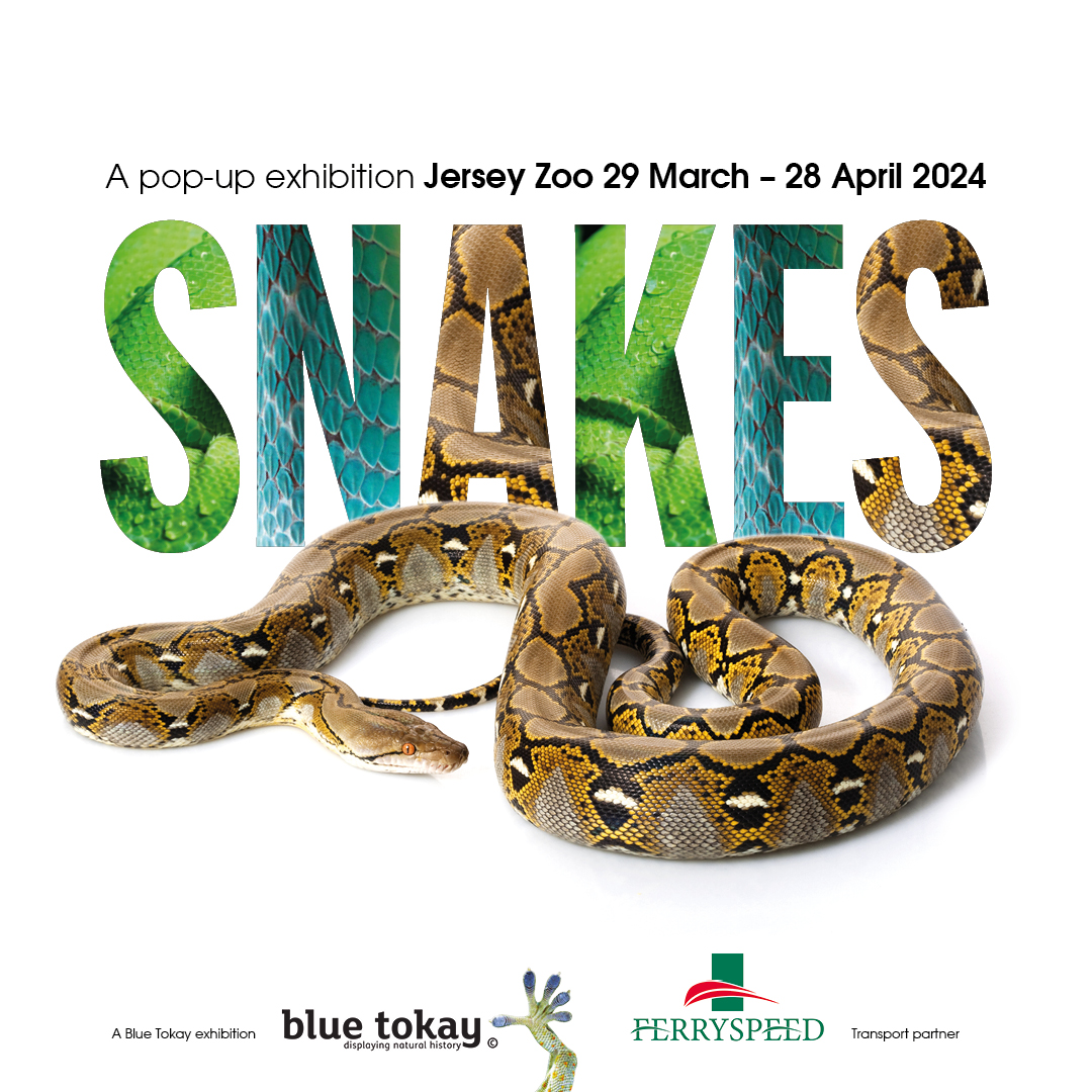 🐍 Ever wondered how a snake swallows food? Or how their spines work? 🐍

⭐️ Join us from 29 March to 28 April at Jersey Zoo for ‘Snakes’!

🎟 Snakes is free with zoo entry! Find out more👇
durrell.org/events/snakes

'Snakes’ is a <a href="/bluetokay/">Blue Tokay</a> exhibition, supported by Ferryspeed