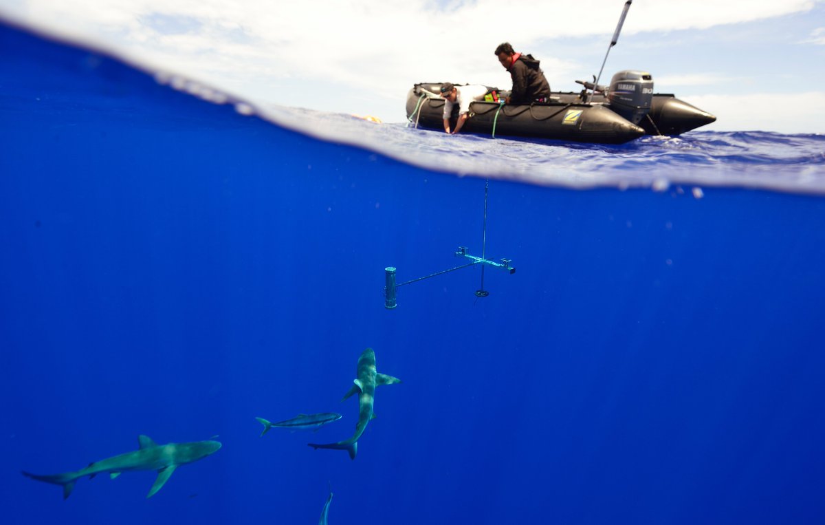 Just HOW exciting it is to see our work out today in @ScienceMagazine is difficult to put into words. Pelagic and benthic fishes and sharks show divergent responses to protection along a human pressure gradient 🐟🦈🐠 Please share/read on science.org/doi/10.1126/sc… 🧵1/