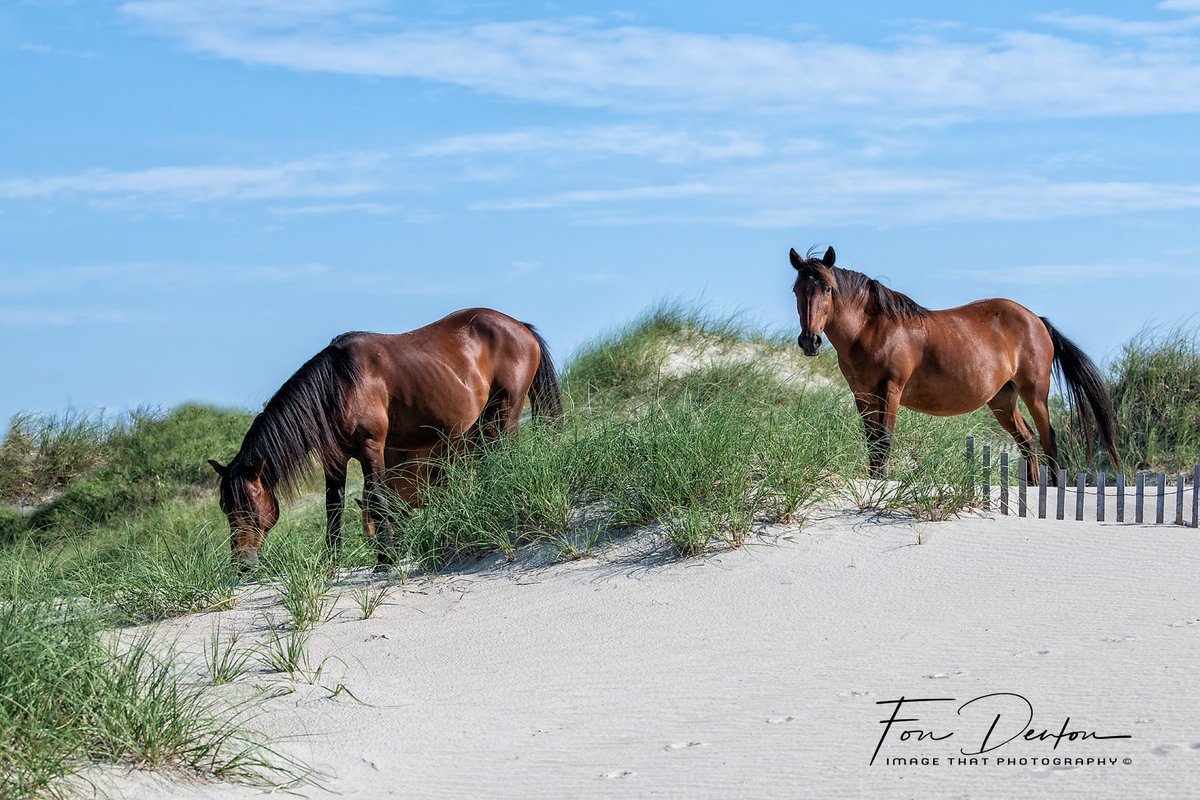 Wild Colonial Spanish Mustangs cross the dunes in coastal NC.

Find prints: wildhorsephotographs.com/coastal-nc-mus… 

#GetYourWildOn #WildHorses #Horses #FallForArt #Horse #Equine #FineArt #AYearForArt #BuyIntoArt #HorseLovers #Equine #Mustangs #BankerPonies #FineArtPhotography #PhotographyIsArt