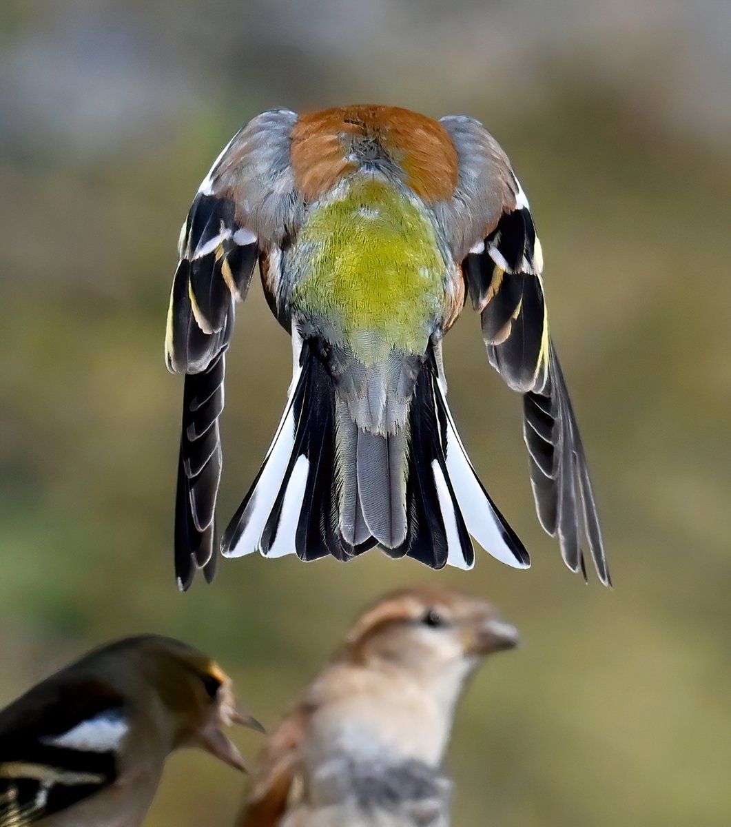 Male Chaffinch lording it over his minions... 😁🐦