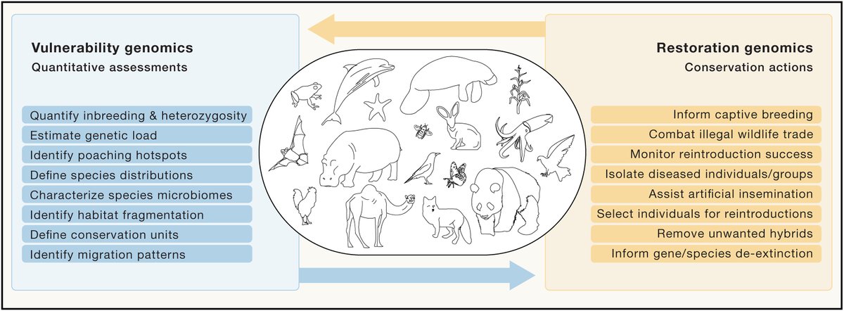 Paper Alert! 🚨 In today's issue of Cell: #CpgSthlm researchers @T_vd_Valk & @love_dalen review recent advances in conservation genomics, and propose that the field can be divided into Vulnerability (diagnosis) and Restoration (treatment) Genomics. OA: cell.com/cell/fulltext/…