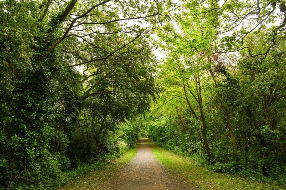 “Celebrate National Tree Week in #Limerick with a guided walk and talk in Baggot Estate , learn about the variety of tree species in this fantastic resource ,further booking info here limerick.ie/discover/whats…   #treeweek2024  #BiodiverCity