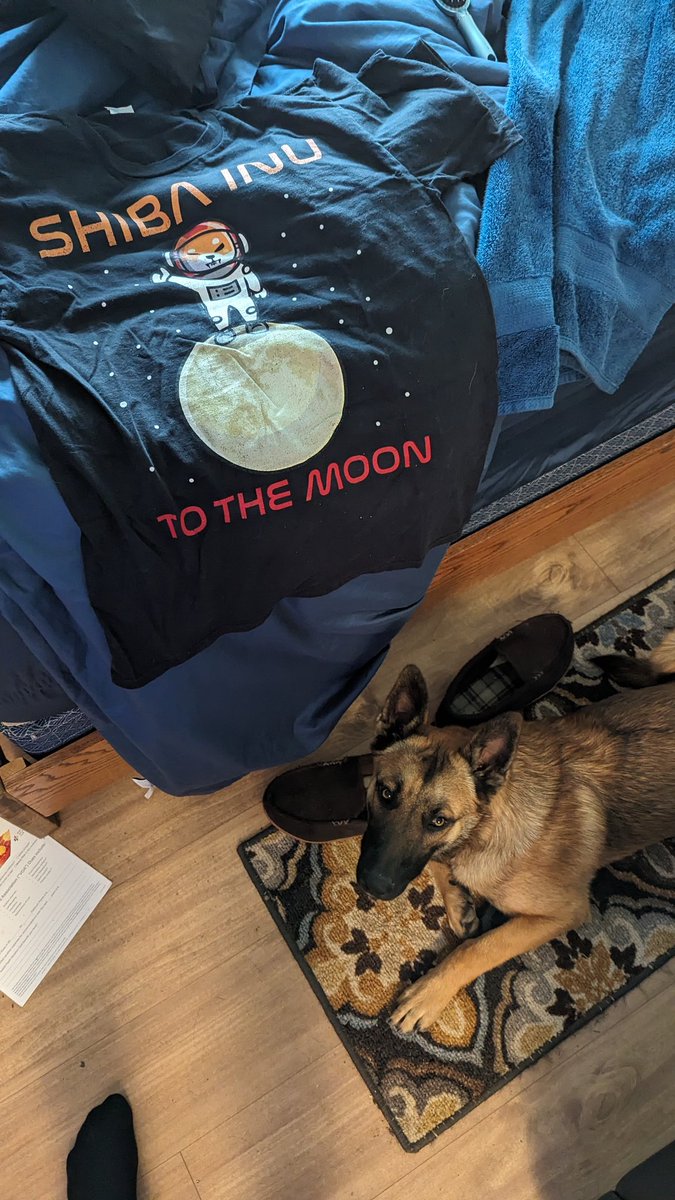 Here's my gear for the day, happy mooning! #SHIBARMY #shib #shibainu my dogs a #belgiummalinois