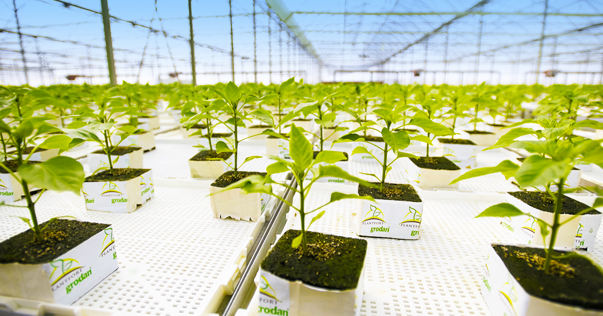 ShopRedSun's tweet image. Red Sun Farms is committed to servicing our retail partners with a year-round supply of fresh and flavorful produce. 

#redsunfarms #ourcommitment #freshproduce