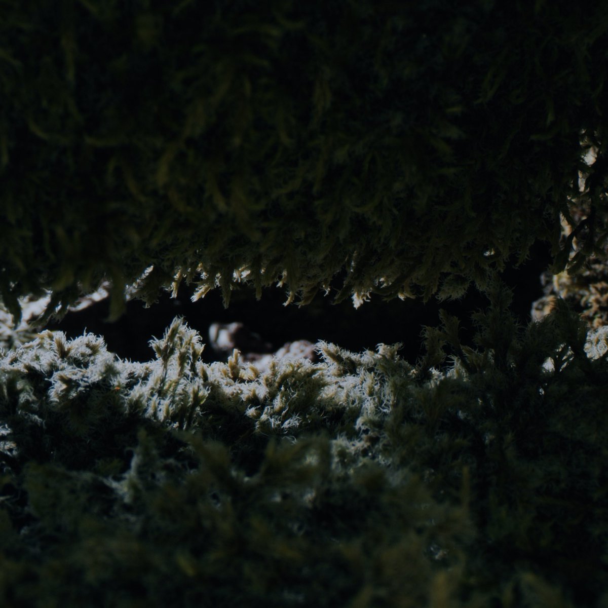 Back in 2021, @OlafurArnalds and cinematographer @BenjaminHardman introduced us to a minuscule world of moss and water in a beautiful short film for New Grass; a piece of music which evokes the power of nature, representing revival, growth, and the exploration of new paths 🌱