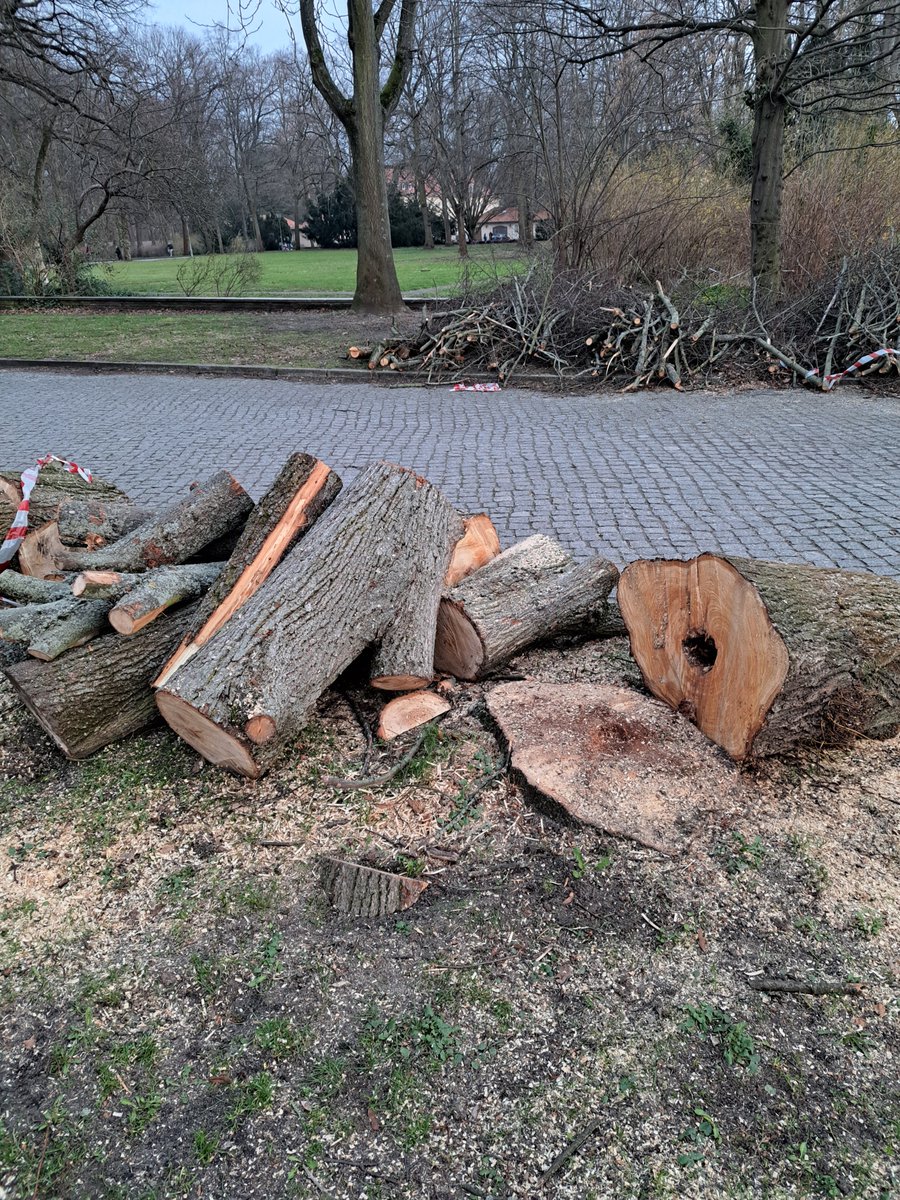 'Dass die Anwohner der geplanten #Flüchtlingsunterkunft in den Hinterhöfen in der #Ossietzkystrasse in #Pankow gegen die Fällung der Bäume protestieren ist ja total dumm, die haben ja direkt nebenan einen Park.' 

Der Park nebenan: