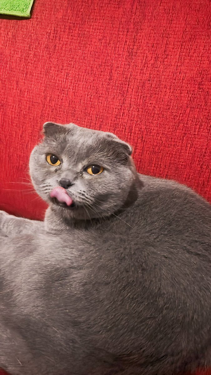 ❤️‍🔥🐈‍⬛