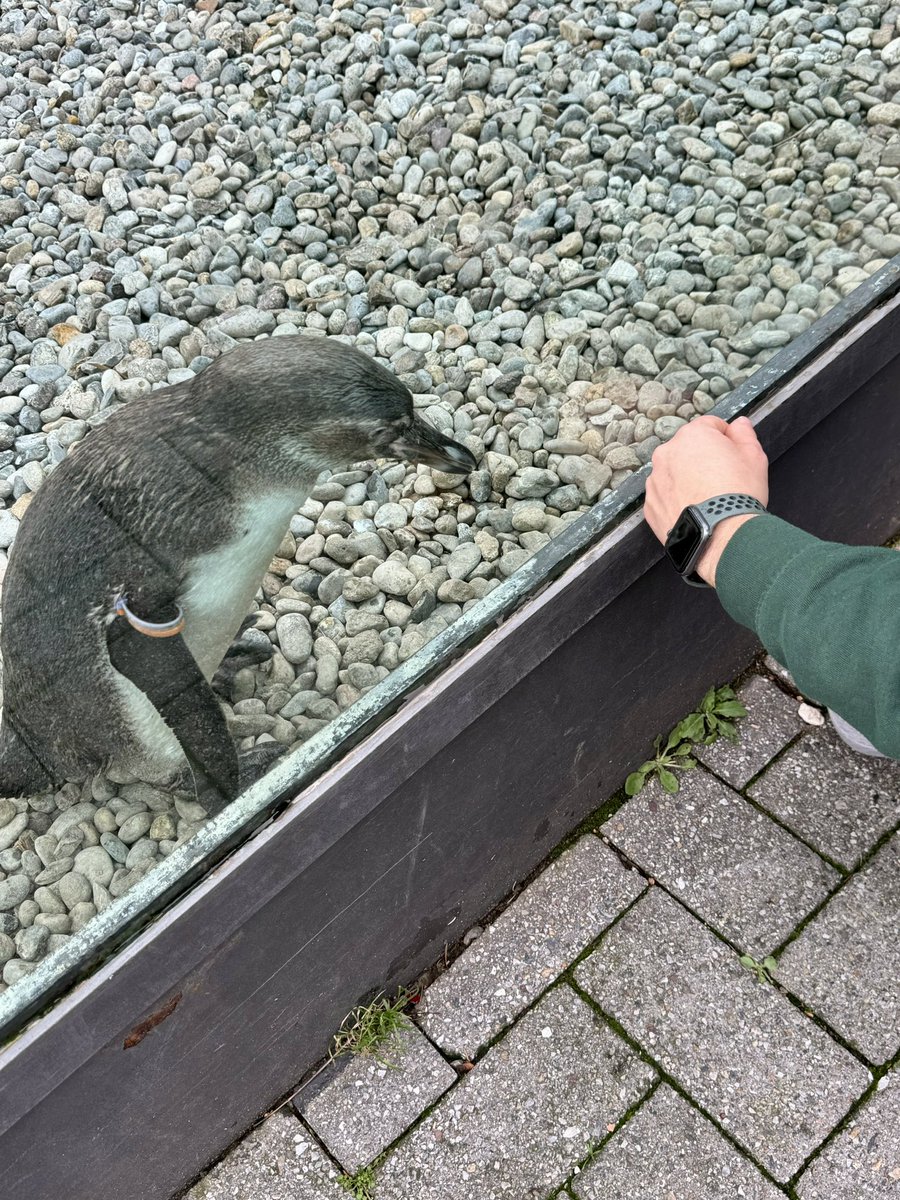 Met this adorable young penguin who was VERY interested in my watch
I decided to call him Gigetto and got very close to birdnap him because he was just too cute…. I love penguins I really hope I’ll be able to work with one of this little tux guys in the future 🥹