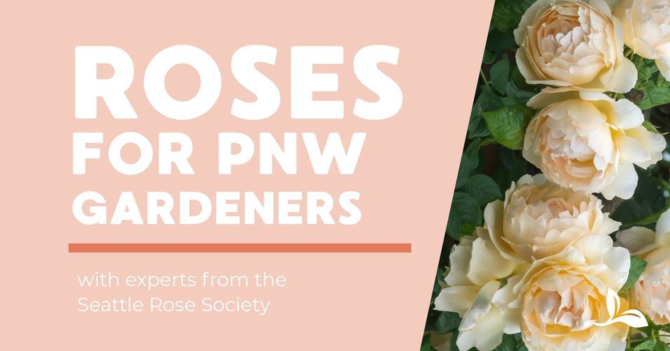 March 2nd 10a-1p...Join us &amp; the experts from the Seattle Rose Society. Come for 1 or all 3 segments of this free series on growing thriving, stunning roses in the PNW.
*Rose Pruning for Success 10-10:50 
*PNW Rose Variety Selection 11-11:50
*Caring for Roses in the PNW 12-12:50