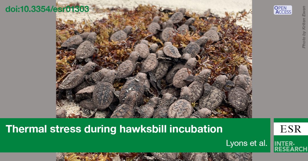 Our article analyzes the factors controlling incubation temperatures in #Hawksbill #SeaTurtle nests on Buck Island, USVI. We analyzed how the time spent at or above lethal incubation temperatures negatively impacted hatch success. bit.ly/esr_53_247