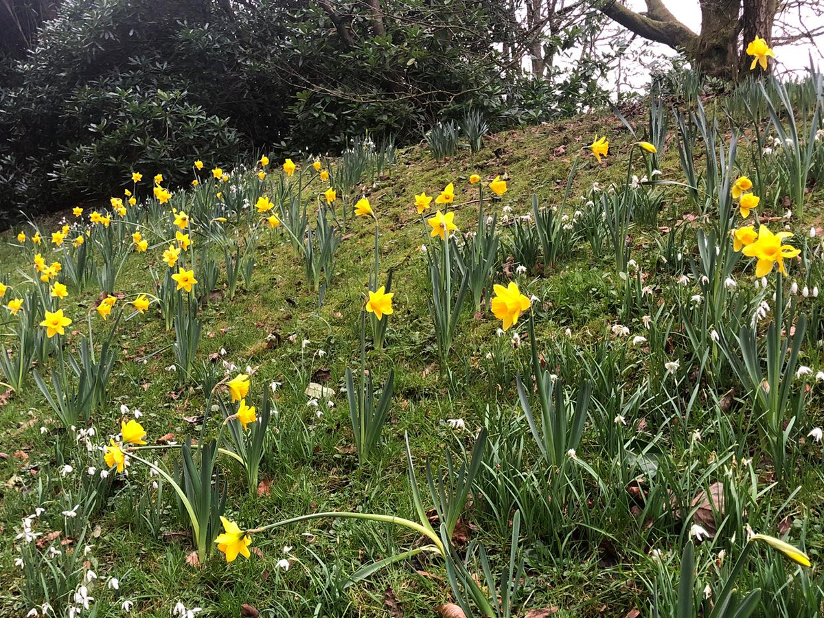 "The first blooms of spring always make my heart sing." 💐 🌼 🏵️ 
— S. Brown

Spring is on the way here at Bolesworth... what's your favourite thing about this time of year?
