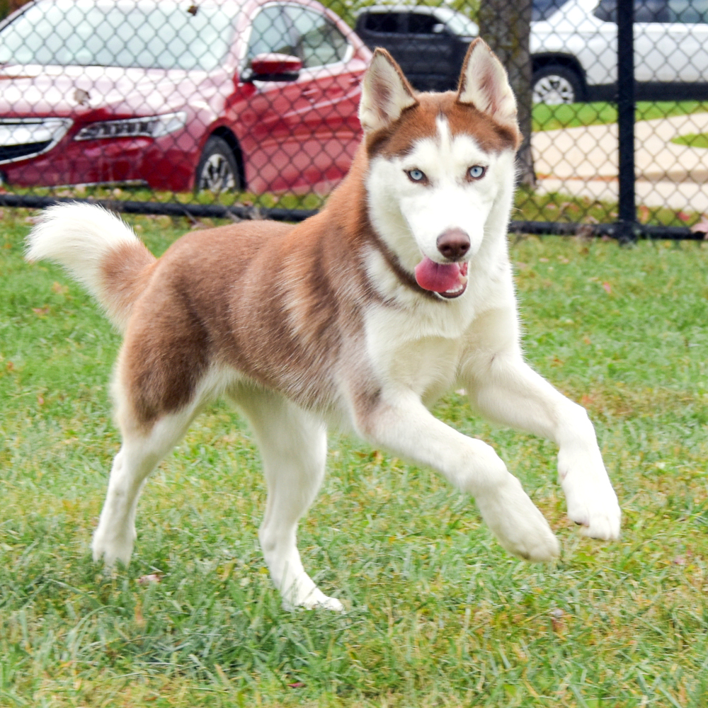 4X MATCH – TODAY ONLY! It’s Leap Day, an every-4-years event, and today a friend of the ARL is offering to match every gift to the ARL 4 TIMES – up to $10K – in honor of her beloved pets Vincent, Louie, Pearl and Poppy! Go to ow.ly/Rb1P50QJpLF, or Venmo @ ARL-Iowa!