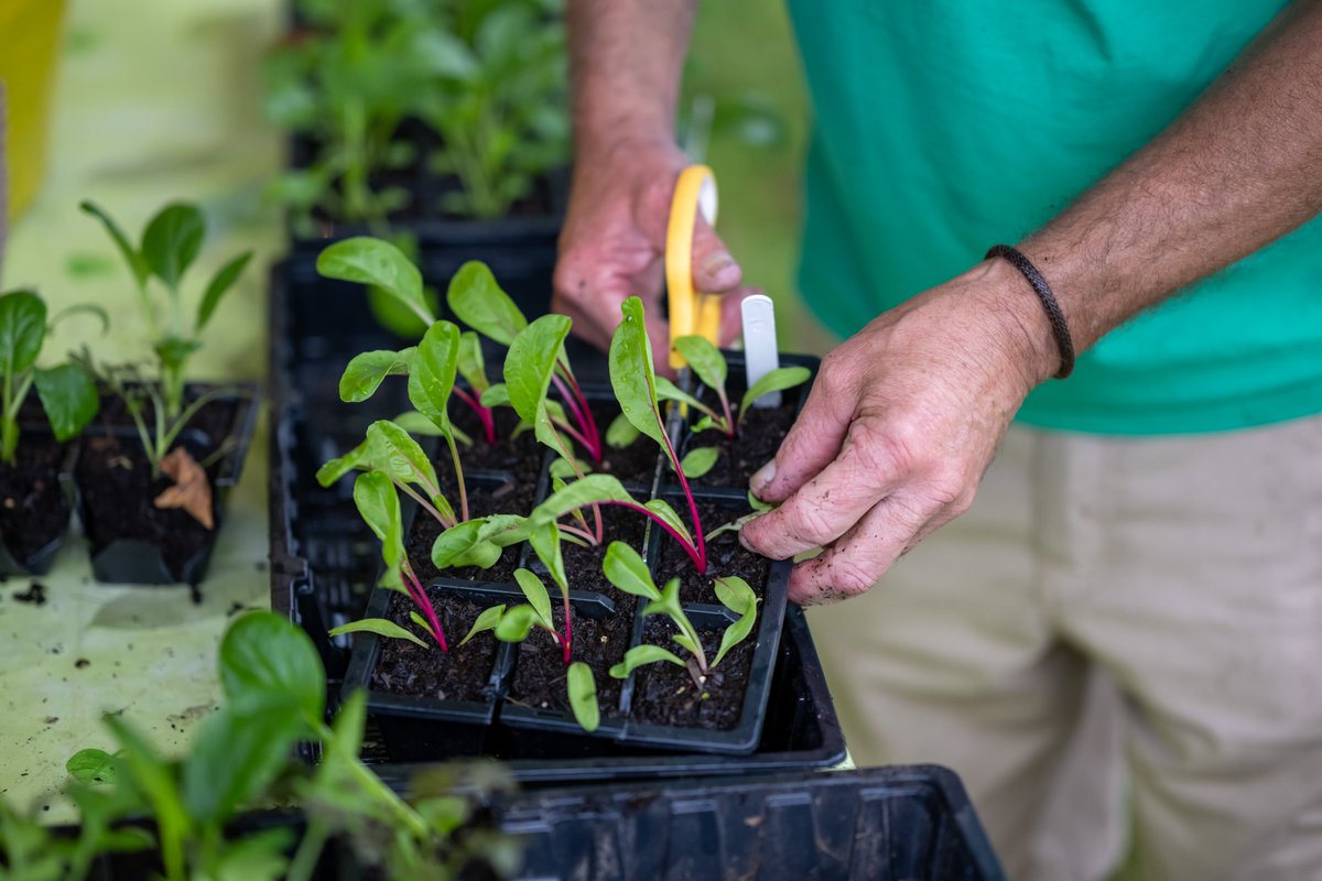 The Edible Cardiff Spring Festival 2024 is on its way! 🌱🫛🧄 Grants and plug plants are available for groups wanting to host an event between 30th March - 14th April. mailchi.mp/47453cce04ec/l…