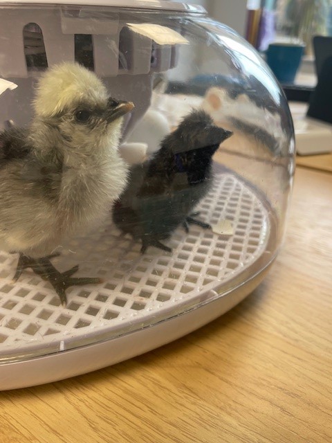 We have new members of the family at Bramley Oak.  We have hatched 3 little chicks.  The boys are so excited to visit them daily and watch them grow.  🐣🐥🐤