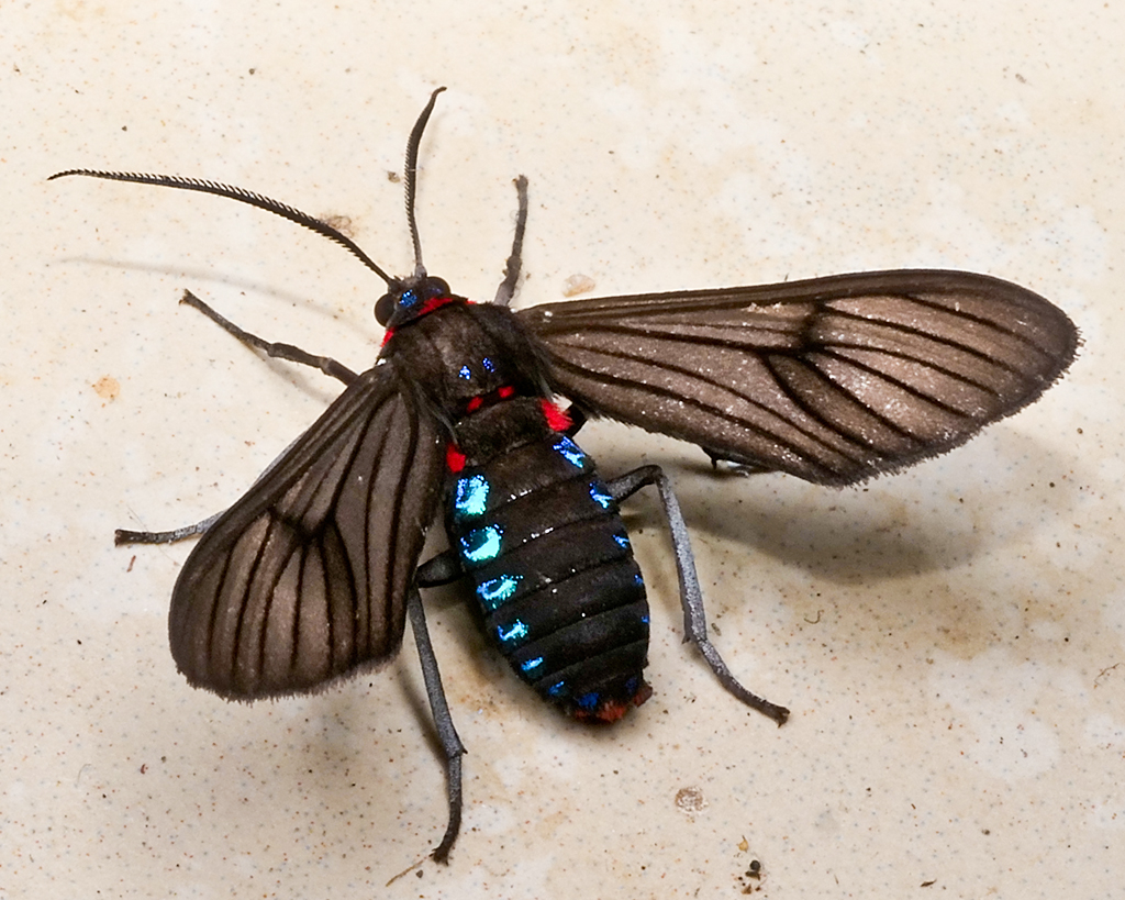 EerikaSchulz's tweet photo. Saurita cassandra  from Finca Heimatlos Eco Lodge and Farm, near Puyo, Ecuador. https://t.co/bJSaGEYPFd