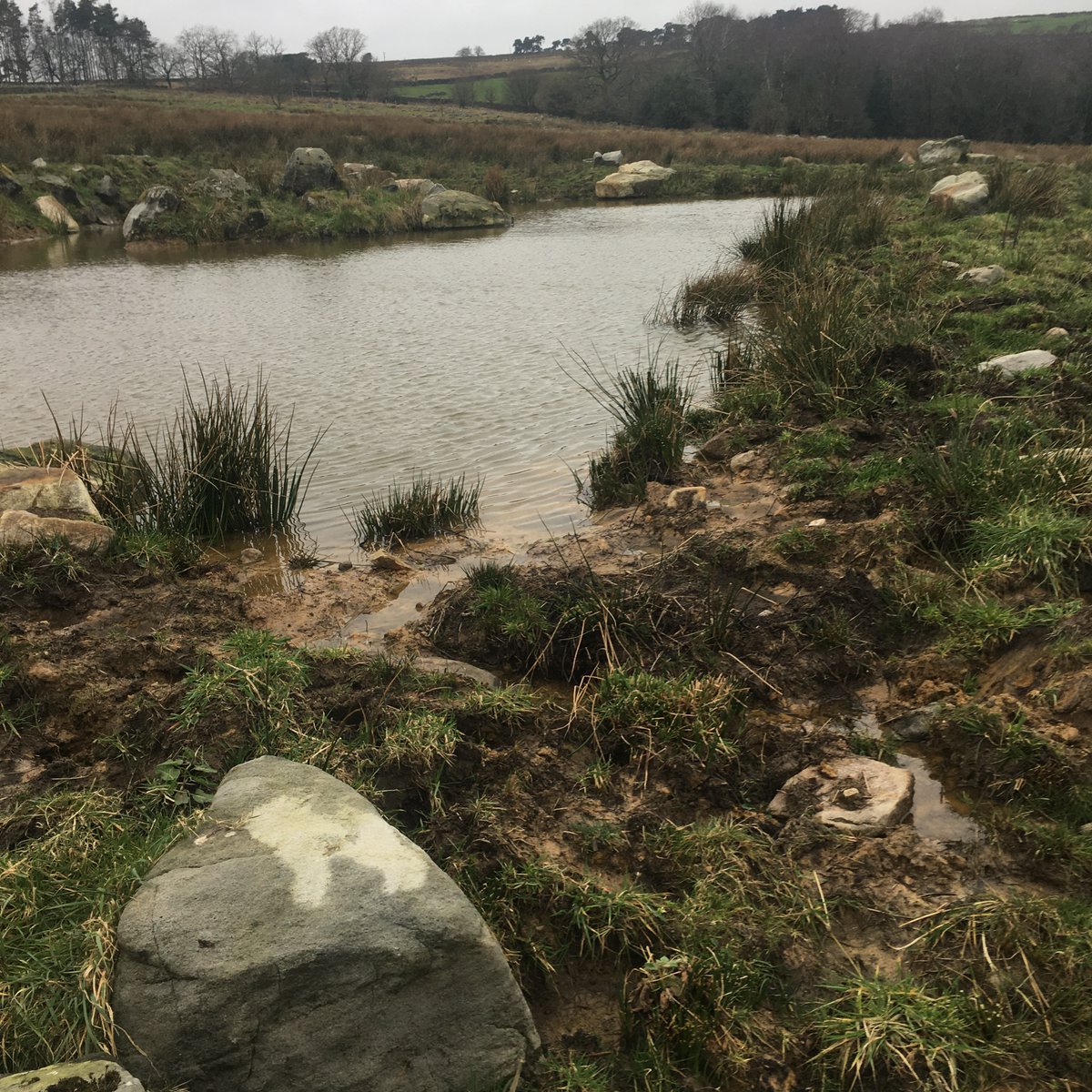 Kate Wright (@katewfreshwater) on Twitter photo Very promising walkover of a new #wetlandcreation site in @nidderdalenl yesterday. Hoping to add to ponds dug last year, which already look good and support amphibians. Frog spawn recorded as part of <a href="/Freshwaterhabs/">Freshwater Habitats Trust</a> spawn survey. Snipe and curlew heard.
freshwaterhabitats.org.uk/spawn-survey Very promising walkover of a new #wetlandcreation site in @nidderdalenl yesterday. Hoping to add to ponds dug last year, which already look good and support amphibians. Frog spawn recorded as part of <a href="/Freshwaterhabs/">Freshwater Habitats Trust</a> spawn survey. Snipe and curlew heard.
freshwaterhabitats.org.uk/spawn-survey