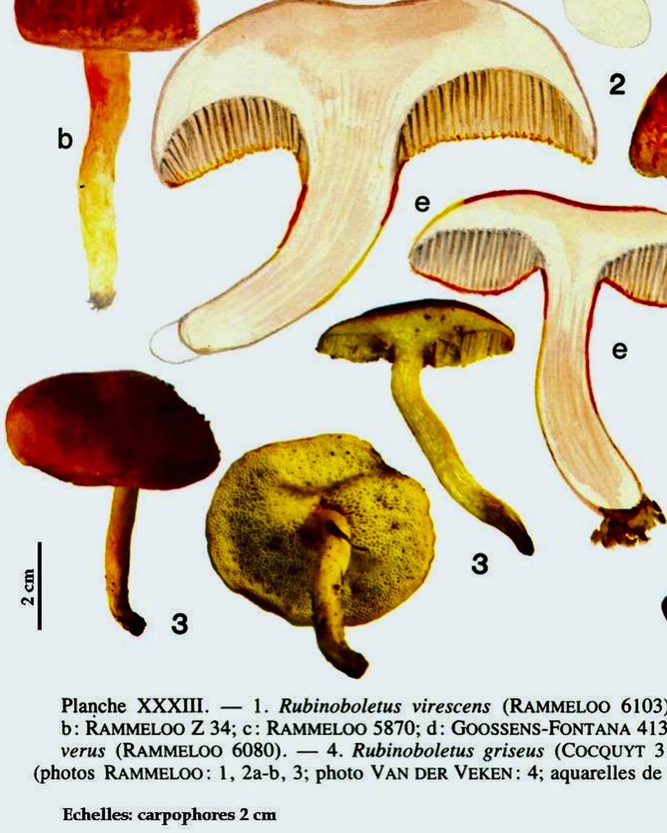On the last day of the #ReverseTheRed month I want to highlight these African fungal species, last seen in 2001 and 1982, respectively. Let’s promote search efforts for lost 🍄species, as these assessed as DD by @susana_vpc for the Red List, especially the monotypic ones!