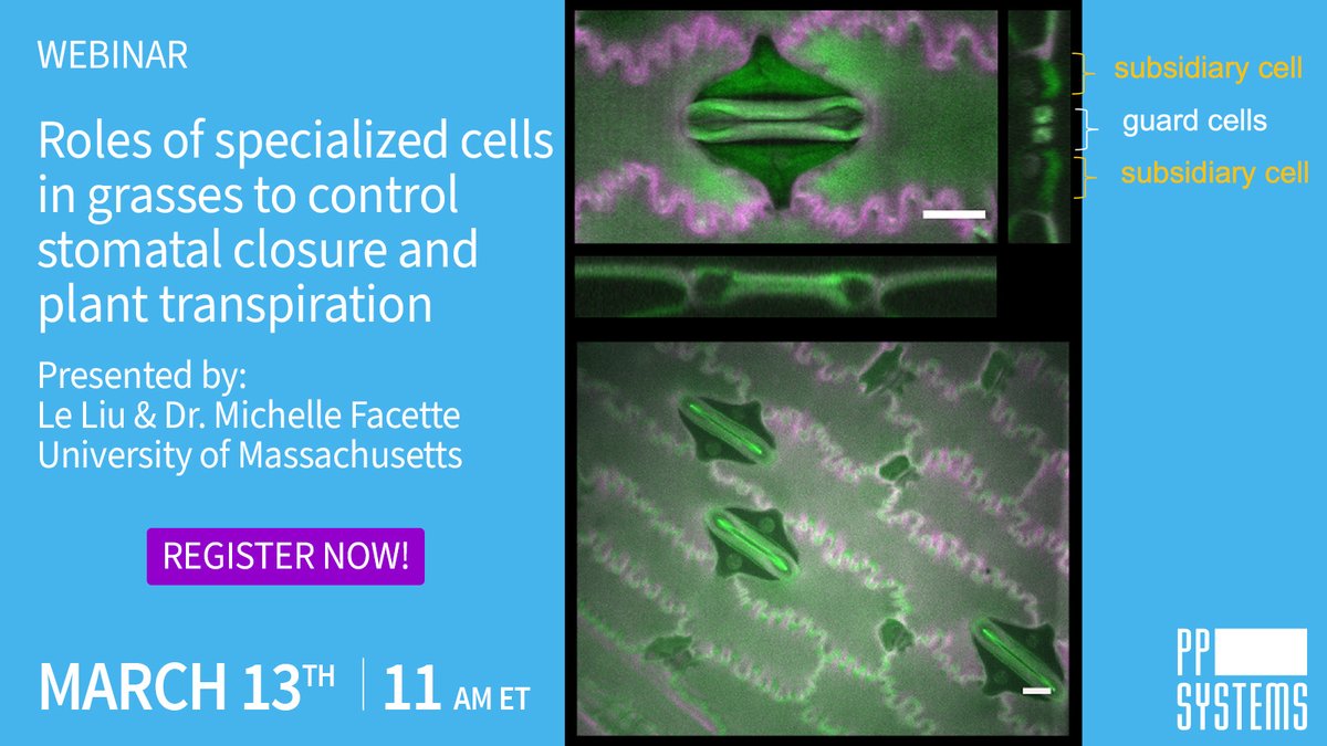 PP Systems @ppsystems.bsky.social (@pp_systems) on Twitter photo WEBINAR! Roles of specialized cells in #grasses to control #stomatal closure and plant transpiration presented by @Le__Liu and <a href="/facette_lab/">Michelle Facette</a> from <a href="/UMass/">University of Massachusetts</a> Amherst. Can't make it? We can send you a link to the recording. Register Today! bit.ly/ppswb <a href="/UMass_PlantBio/">UMass Plant Biology</a> WEBINAR! Roles of specialized cells in #grasses to control #stomatal closure and plant transpiration presented by @Le__Liu and <a href="/facette_lab/">Michelle Facette</a> from <a href="/UMass/">University of Massachusetts</a> Amherst. Can't make it? We can send you a link to the recording. Register Today! bit.ly/ppswb <a href="/UMass_PlantBio/">UMass Plant Biology</a>