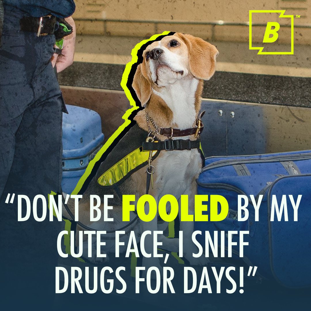 Not your average doggy 💁‍♀️ #DogPatrol 📺 Watch Saturdays 8pm