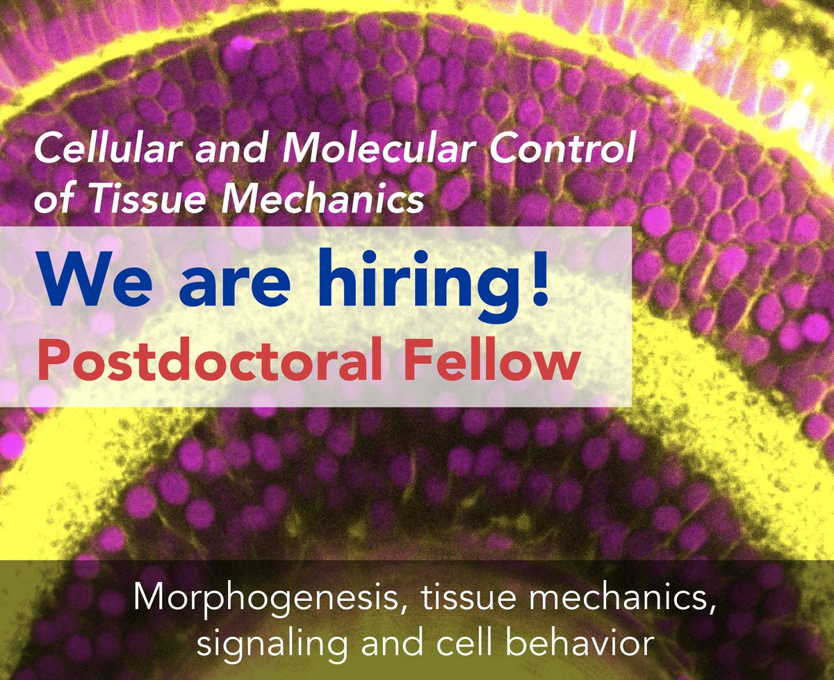 🚨 [Job Alert] We are looking for a postdoctoral fellow interested in the molecular and cellular control of tissue mechanics during morphogenesis. Please email me if interested. ➡️physics-of-life.tu-dresden.de/fileadmin/docu… Join us in Dresden! Please RT @PoLDresden @mpicbg