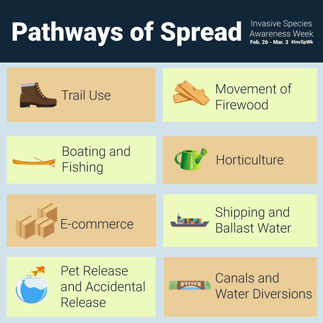 #InvasiveSpecies are one of the greatest threats to biodiversity in Missouri. 

They can spread through recreational boating, the release of live bait, the movement of firewood, and many other pathways. Learn more 👉hungrypests.com

#InvasiveSpeciesWeek