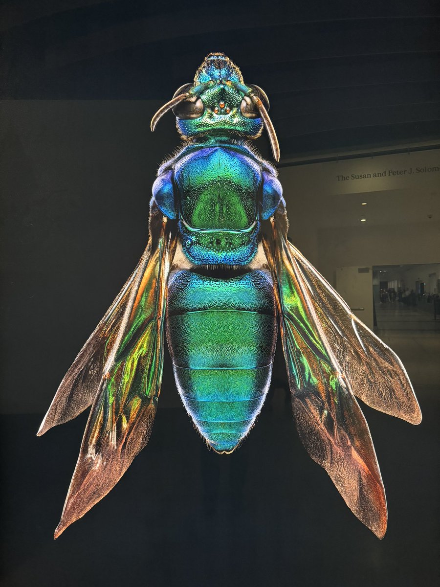 Had a wonderful time at the new(ish) Insect exhibition @AMNH with @efleishman Brilliant that so many people are learning about the importance and conservation of 🦟🦋🦗🐝🐜🐞🪲🪰