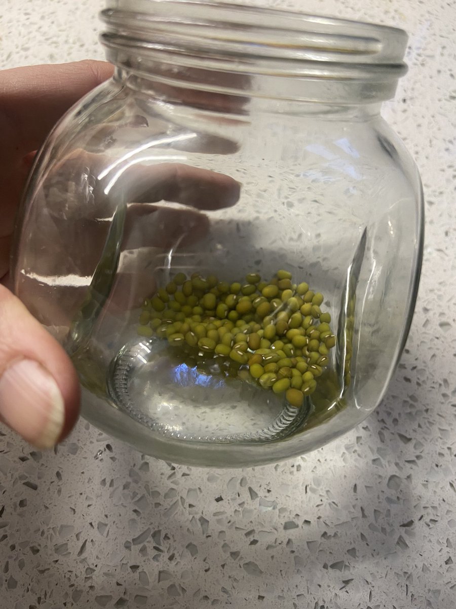 Sampadoodle's tweet image. Today, I set some mung beans up to sprout. I’m looking forward to their nutritious punch in a stir fry in 3/4 days! A little bit of #kitchenmagic that takes seconds to set up and seconds in a daily routine #mungbeans #sprouting #growyourown
