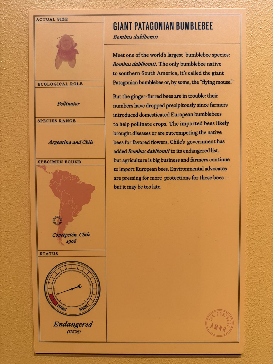 @marina_arbetman the <a href="/amnh/">American Museum of Natural History</a> is highlighting your beautiful bee!