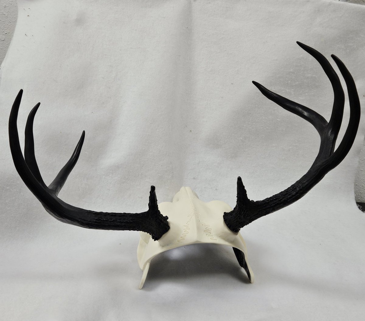 These are our large whitetail antlers on the skull deer! Keep in mind these are natural cast antlers, so they were not sculpted by our team, they have natural shape. 😉