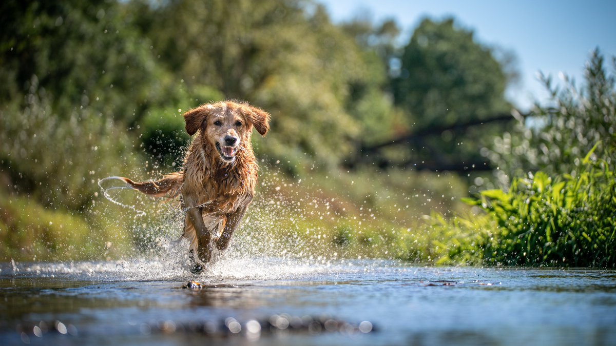 Did you know pet flea & ticks treatment can be harmful to freshwater life? These chemicals are toxic to #freshwater #invertebrates and can find their way into watercourses when dogs swim after application. Read all about it in our latest #InfoNote 👇fba.org.uk/info-notes