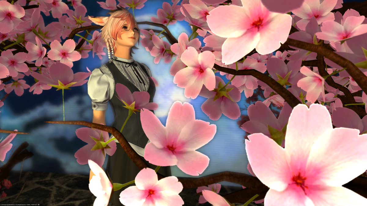 おはようございます！
『Studio Takara「月夜の桜と図書館」』さんでSSを撮ってきました。
「月×桜×本のイメージで作ったお部屋」との事で、ちょっと早いですけど３月ですので「桜」をテーマにしたスタジオさんを探して訪問しました。
#Studio_Takara 
#おはミコ #ミコッテ #本日のミコッテ #FF14
