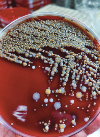 Human Spaceflight tweet media