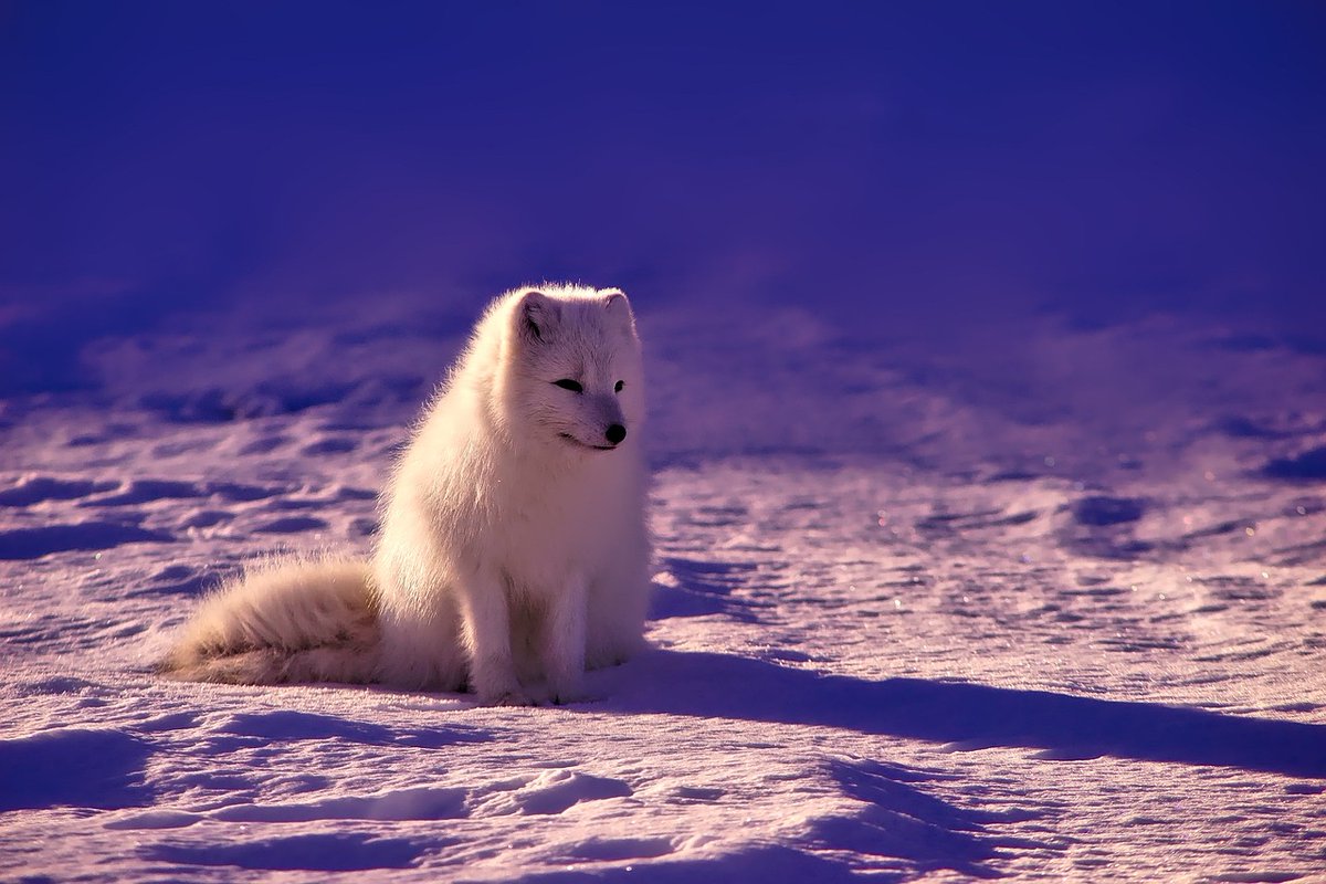 Norway combats climate change effects on Arctic foxes with supplementary feeding &amp; captive breeding to bolster dwindling numbers, a strategic conservation effort showcasing the adaptive measures required to ensure species survive in changing ecosystems. t.ly/BjhQl
