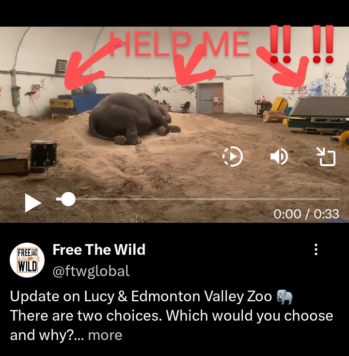 JulieKi53713414's tweet image. ...SEE ALL THE PAINT ON THE TENT WALL of ⛓️ Edmonton Valley Zoo HELLHOLE PRISON ASYLUM⛓️🤑💵

🇨🇦🐘 HELP ME ‼️‼️‼️🙏🏾

 😭🎨💔

#EVIL #ELEPHANTabuse