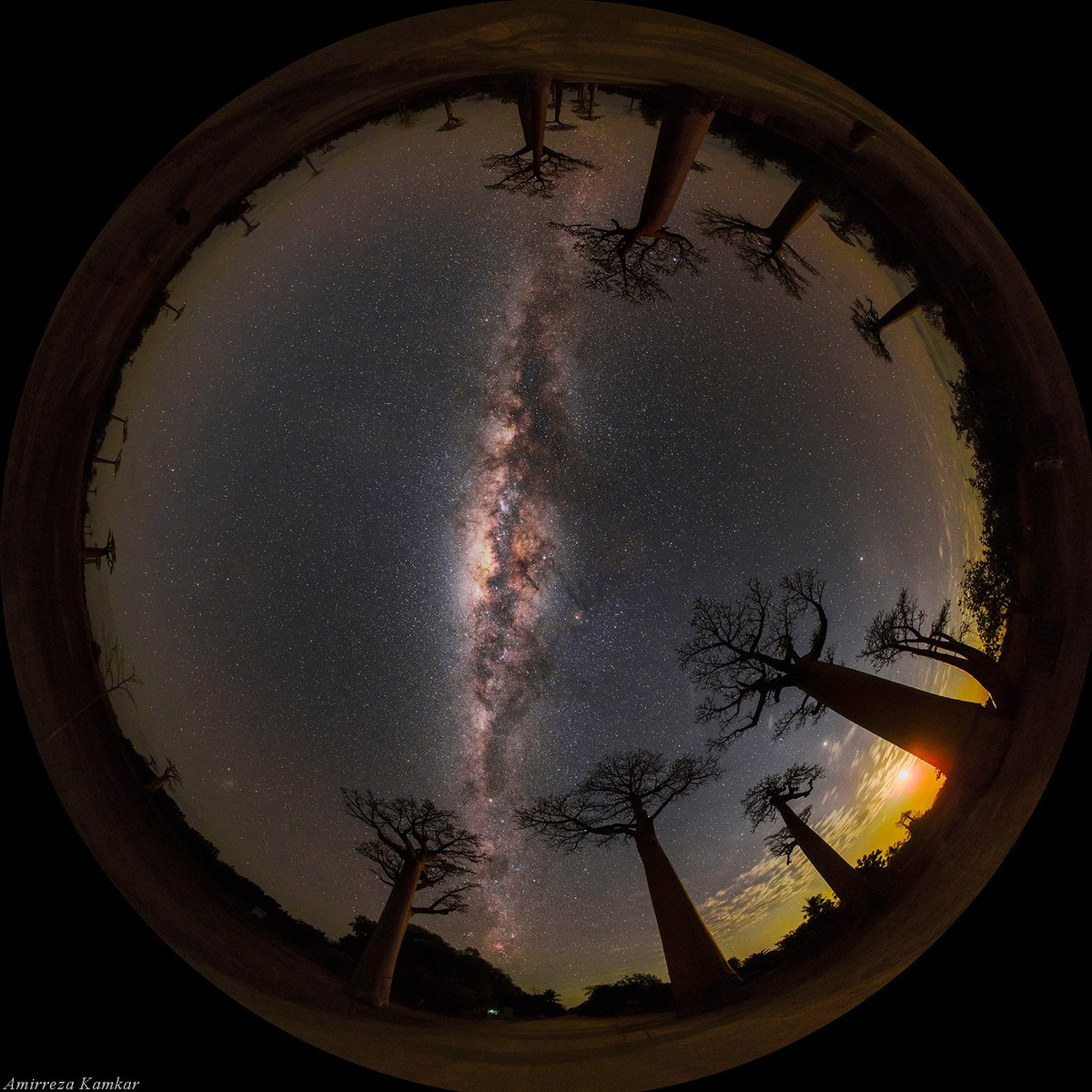 📷: The Baobab Milky Way © @amirrezakamkar, twanight.org/guest From the photographer: “This panorama all-sky image has been captured at the Avenue of Baobabs in Madagascar. The Milky Way was high in the southern sky while moon Read more: twanight.org/gallery/the-ba… . #twanight