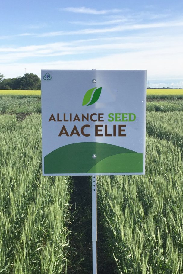 Consistent, dependable and high yields. That's why we love AAC Elie. 😍 #EverySeedStartsAStory #AACElie